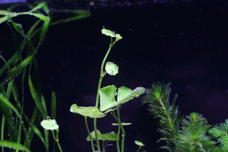 植栽から1日目　アマゾンチドメグサ